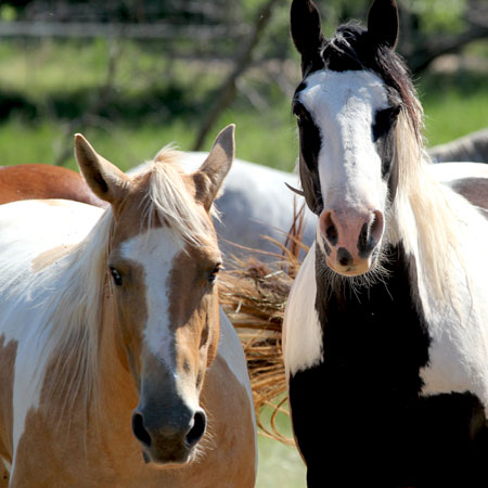 Pferd als empfindungsfähiges, denkendes und gleichwertiges Wesen